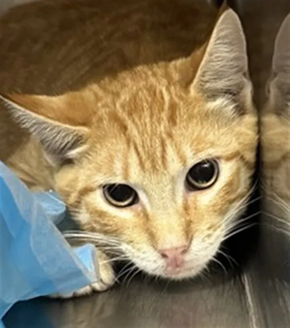 Adoptable Cat