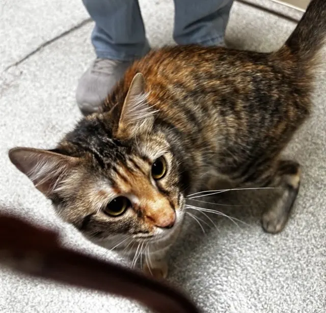Adoptable Cat