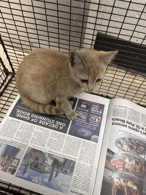 Adoptable Cat