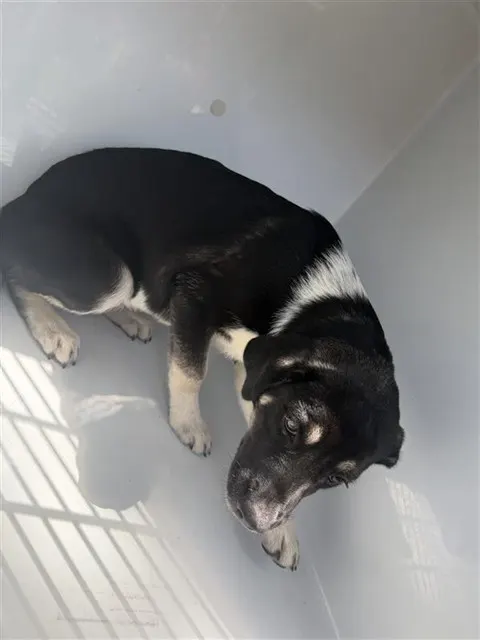 Adoptable Dog