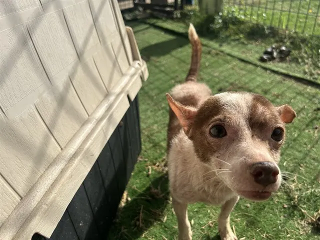Adoptable Dog
