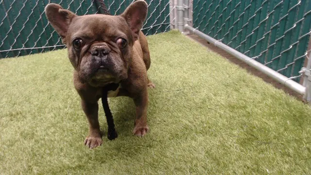Igor