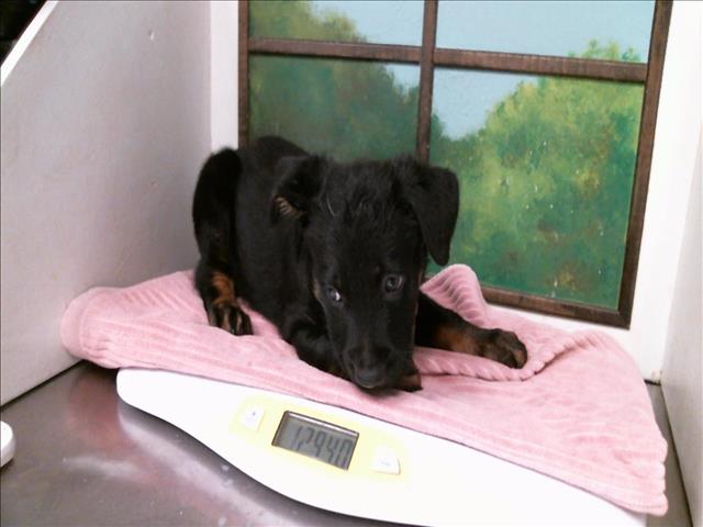 Adoptable Dog
