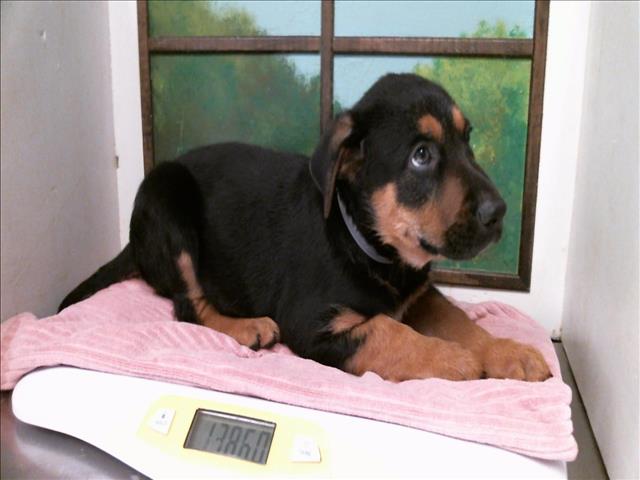Adoptable Dog