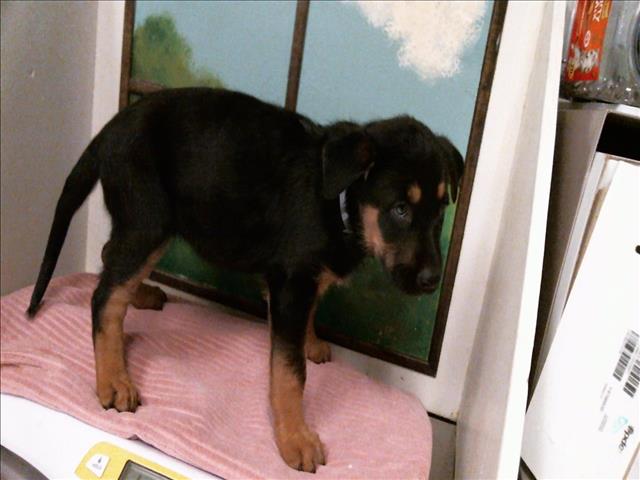 Adoptable Dog