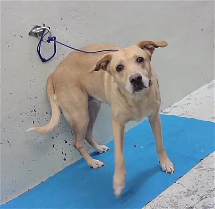 Adoptable Dog