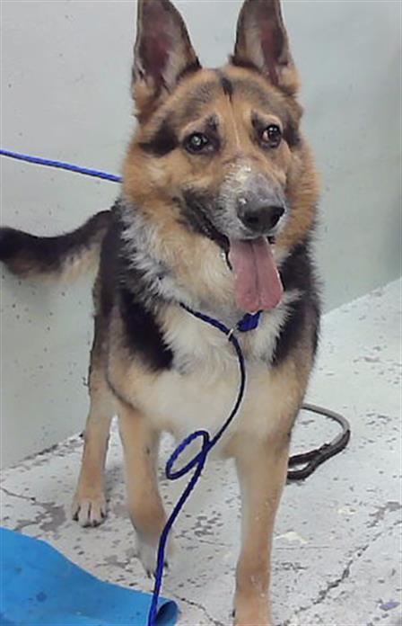 Adoptable Dog