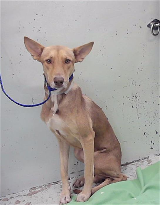 Adoptable Dog