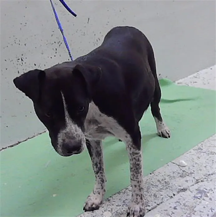 Pepper