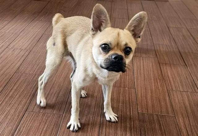 Stray Not Available