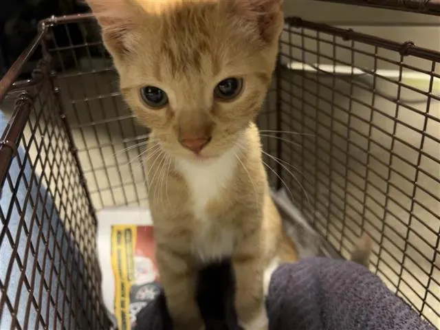 Adoptable Cat