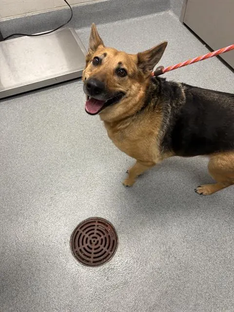 Scrappy Doo