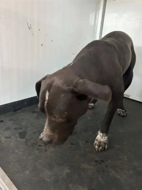 Adoptable Dog