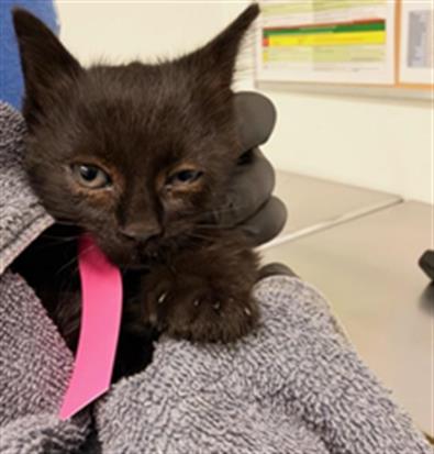 Adoptable Cat