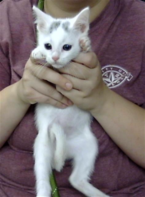 Adoptable Cat