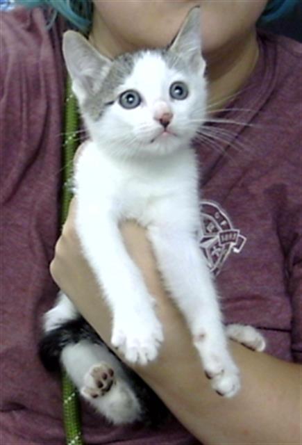 Adoptable Cat