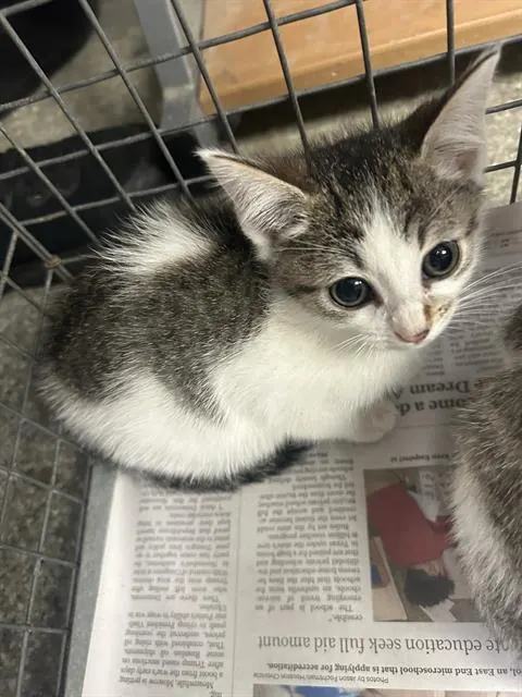 Adoptable Cat