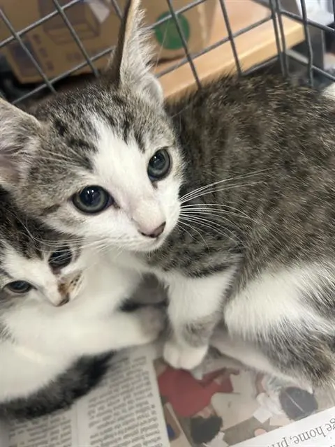 Adoptable Cat