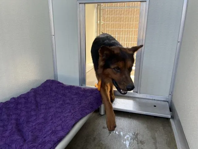 Adoptable Dog