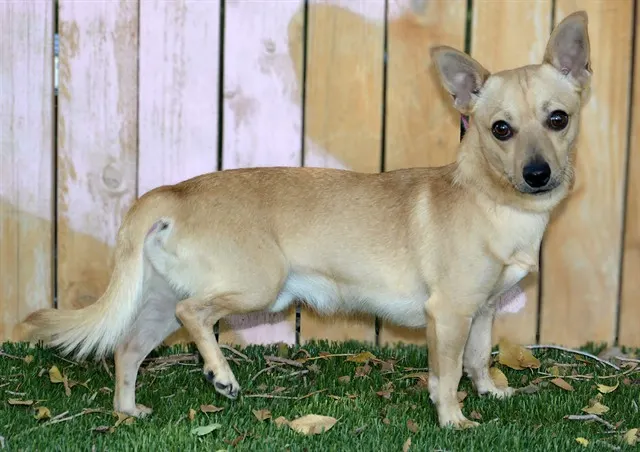 Adoptable Dog