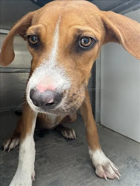 Adoptable Dog