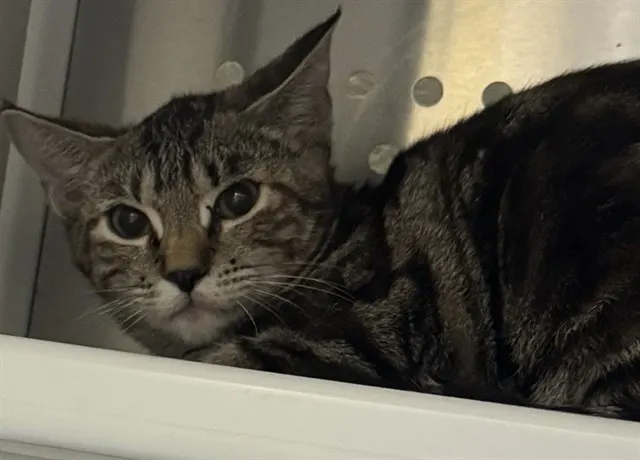 Adoptable Cat