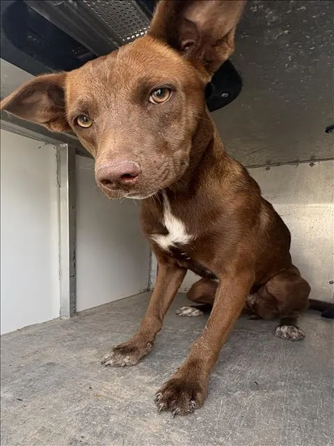 Adoptable Dog