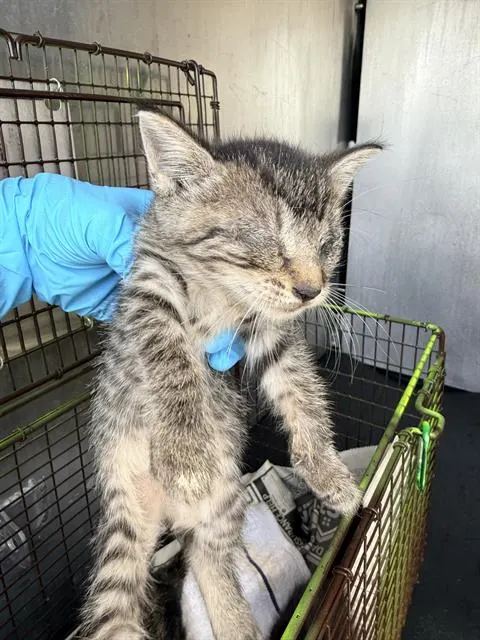 Adoptable Cat