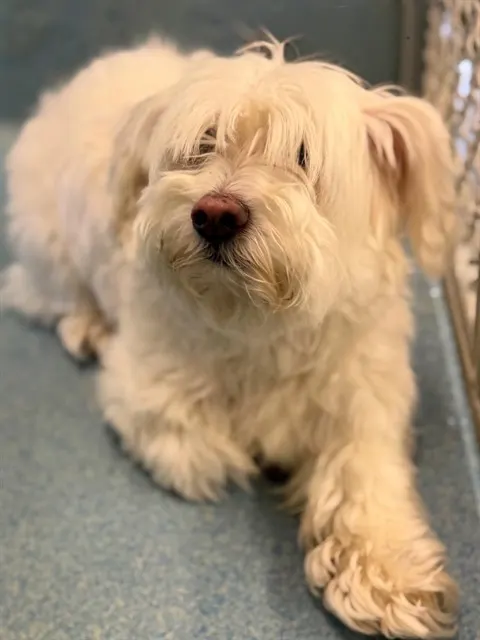 Adoptable Dog