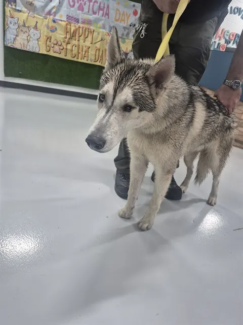 Adoptable Dog