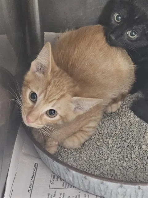 Adoptable Cat