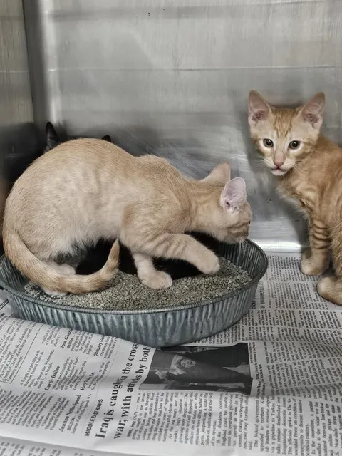 Adoptable Cat