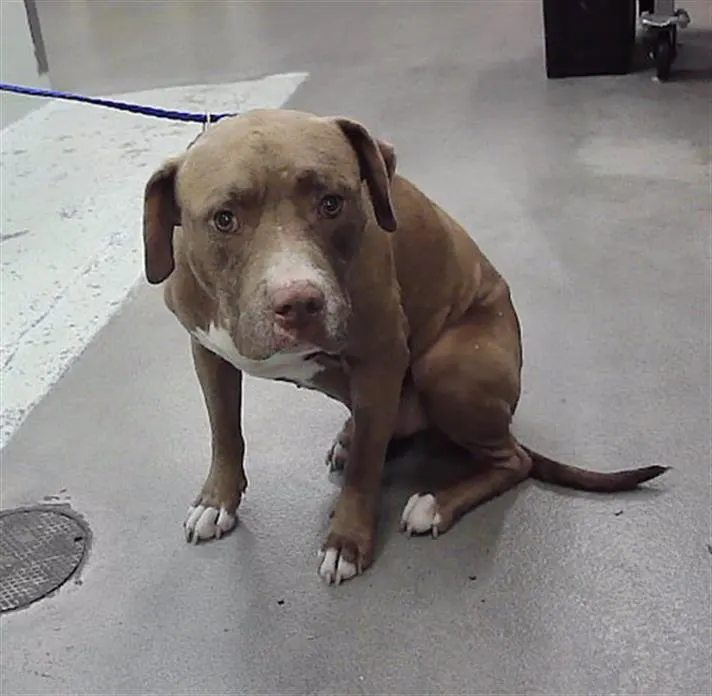 Adoptable Dog