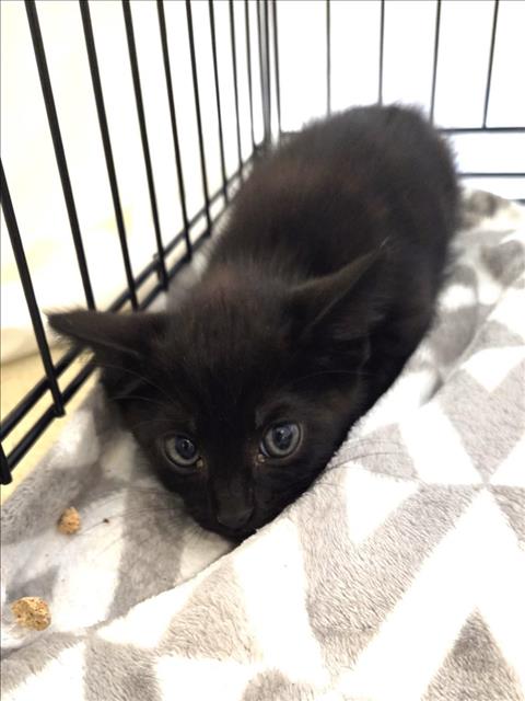 Jiji