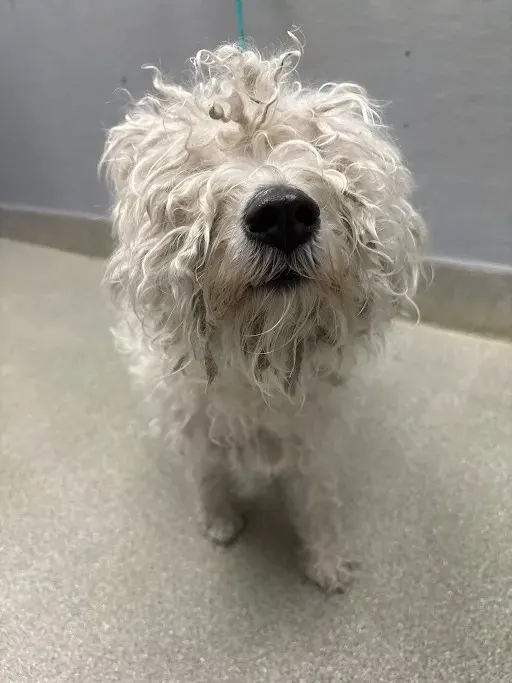 Daisy