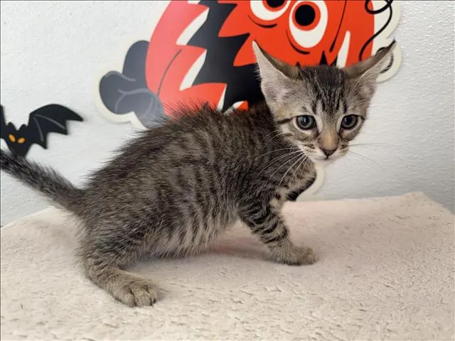 Adoptable Cat
