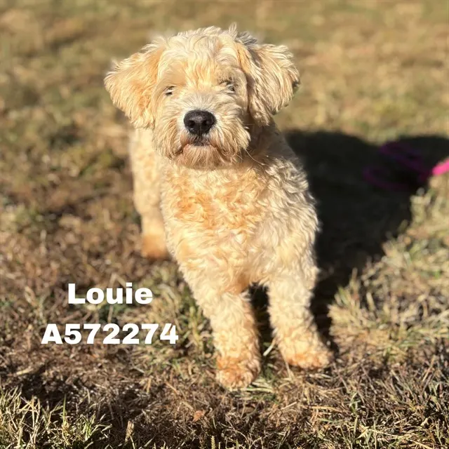 Louie