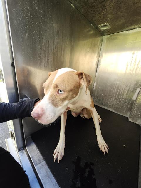 Adoptable Dog
