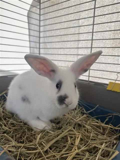Loch Ness Bunster