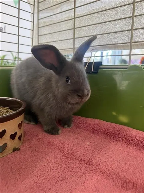 Chupa-Bun-Ra