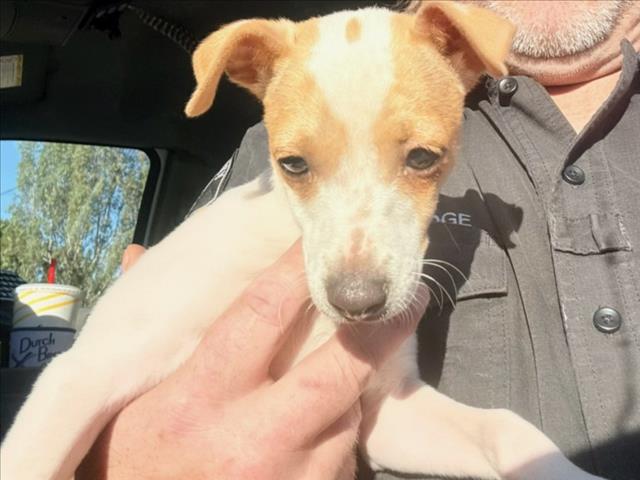 Adoptable Dog