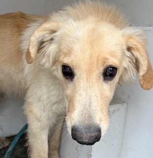 Adoptable Dog