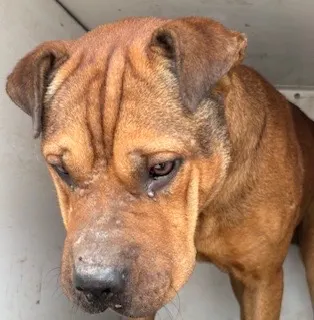 Adoptable Dog