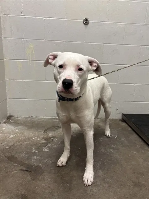 Nova