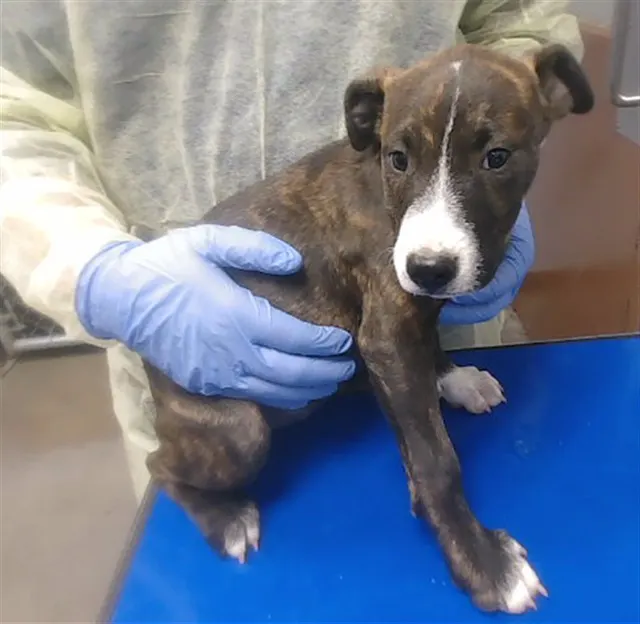 Layne