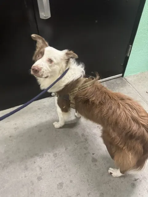 Adoptable Dog
