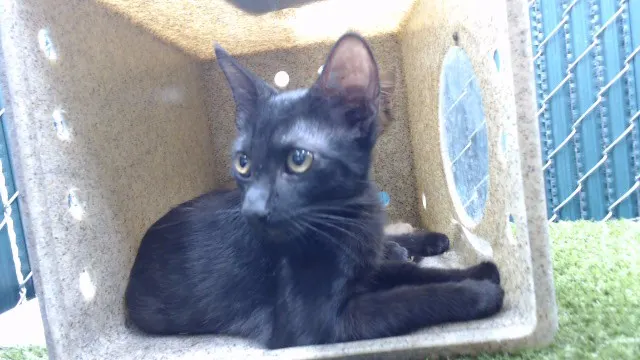 Oscar