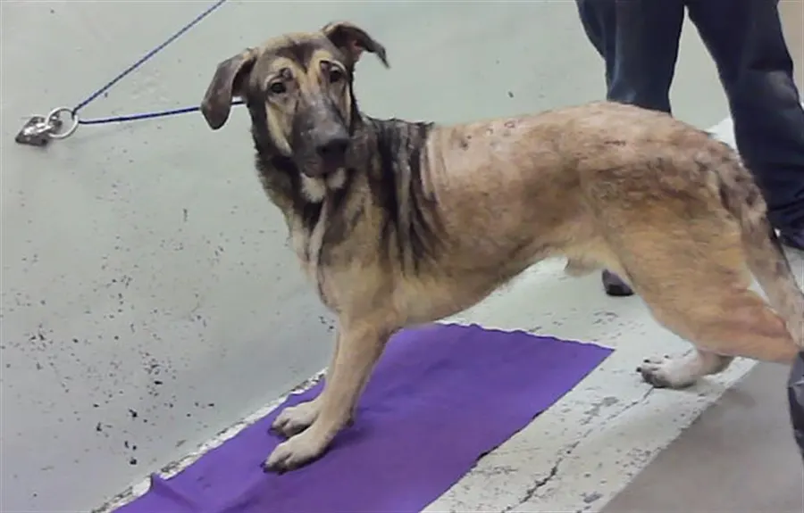 Adoptable Dog