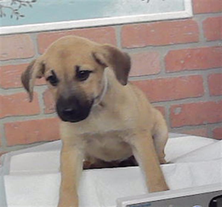 Adoptable Dog