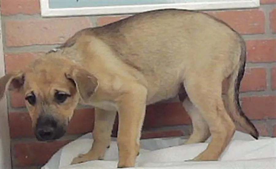 Adoptable Dog